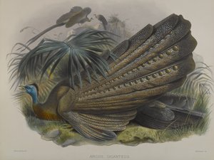 Great Argus Pheasant